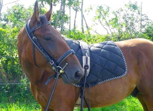 Photo de profil de syiana