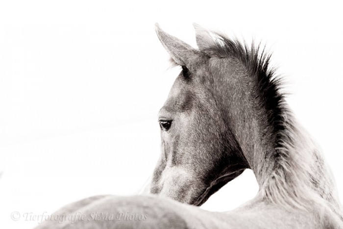 Photo de profil de tequilus