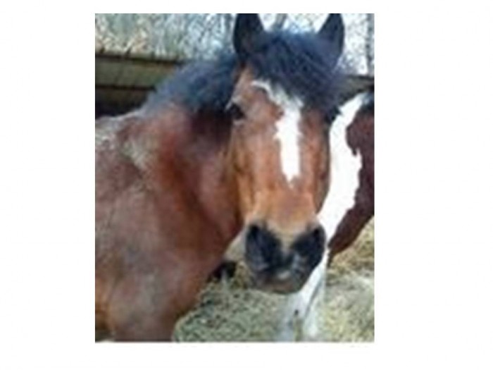 Photo de profil de vanilleponey200