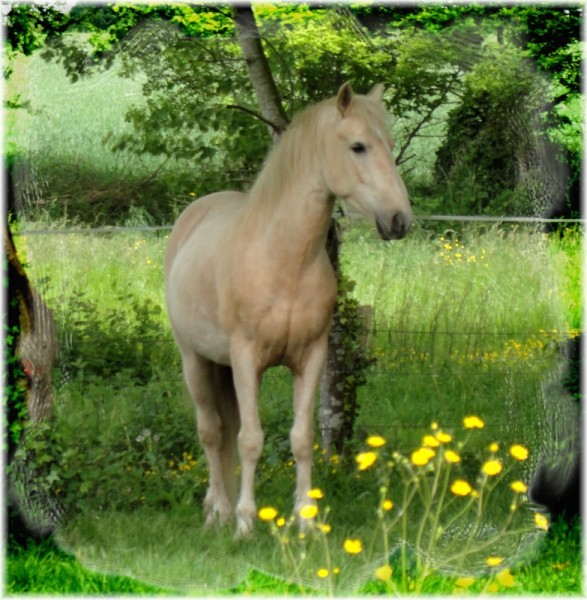 Photo de profil de volbel