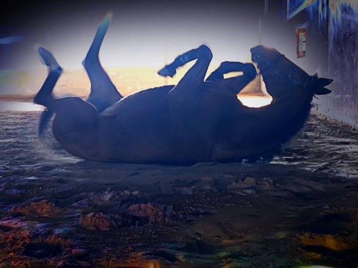Photo de profil de aequus