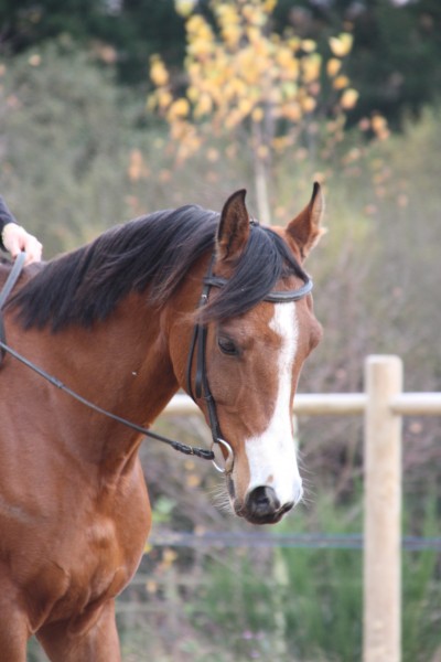 Photo de profil de amandine.rmt