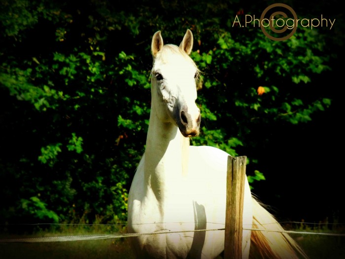 Photo de profil de amelie_dumont