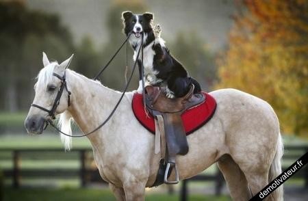 Photo de profil de camille_chevaux