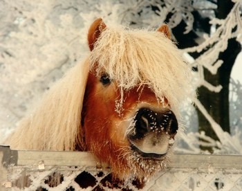 Photo de profil de chevalpassion41