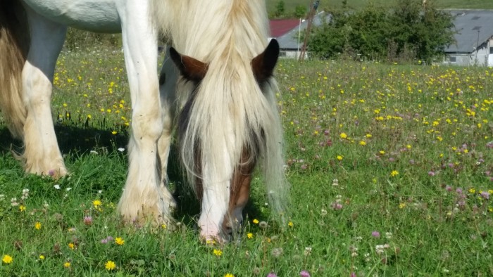 Photo de profil de edelweiss57
