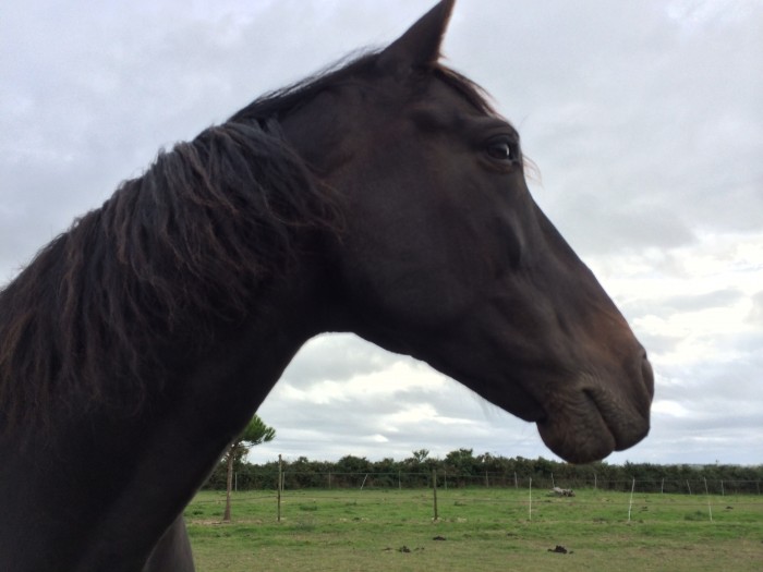 Photo de profil de fauvelm
