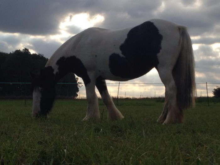 Photo de profil de gipsygirly