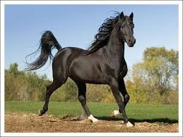 Photo de profil de horse77
