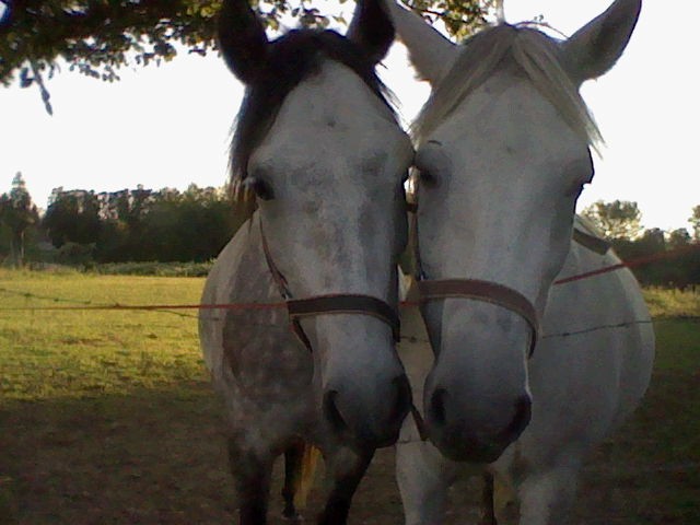 Photo de profil de horselovepony