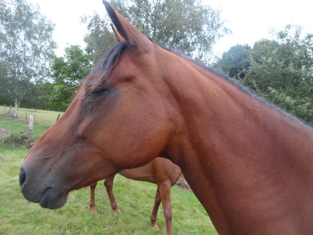 Photo de profil de horseromane