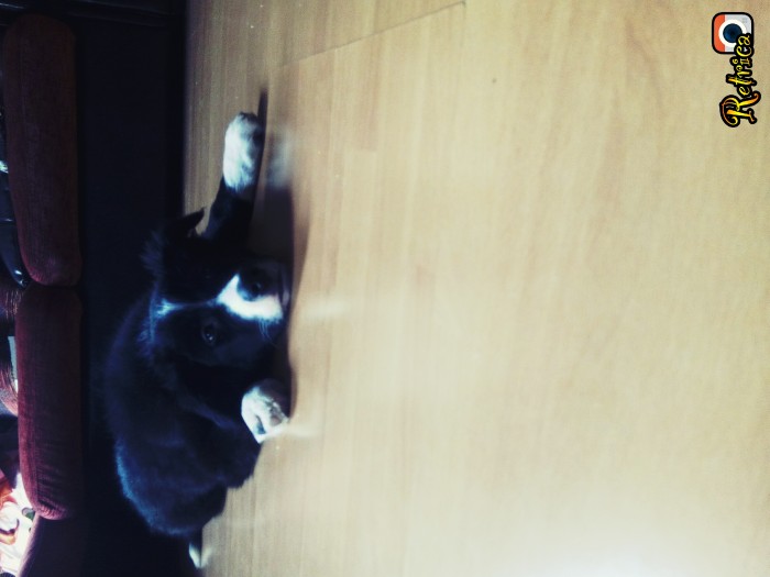 Photo de profil de ice.dream