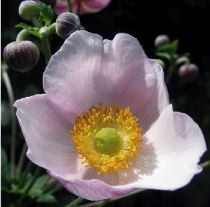 Photo de profil de jardinire