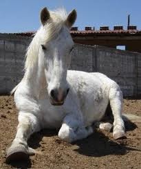 Photo de profil de lafandeponey