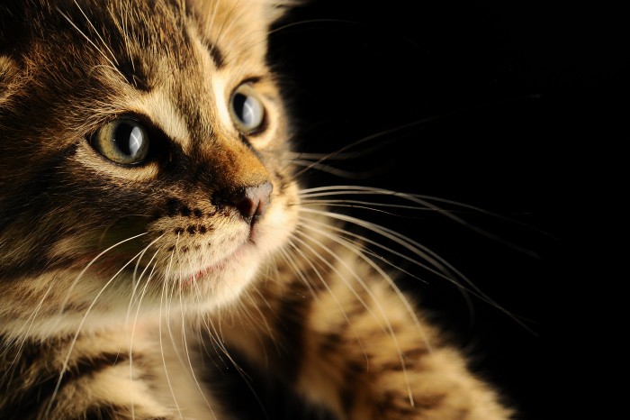 Photo de profil de liloulou2003