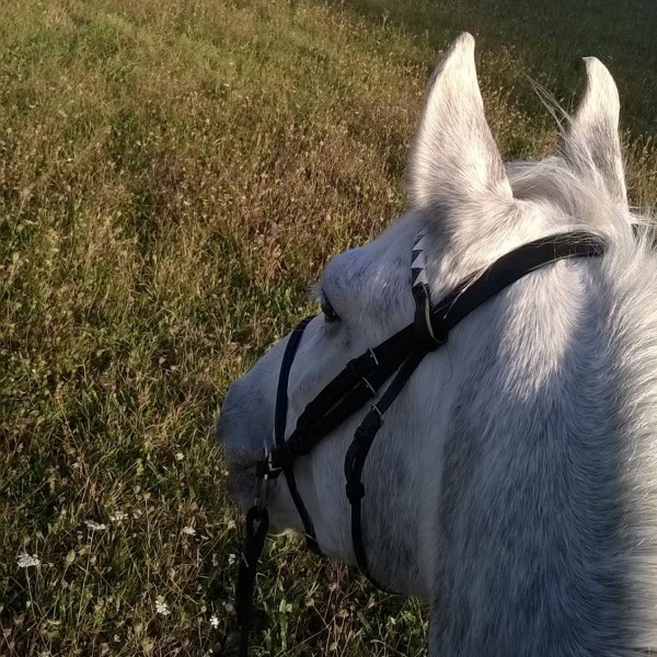Photo de profil de lorene41