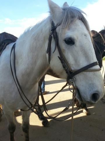 Photo de profil de marielaure34