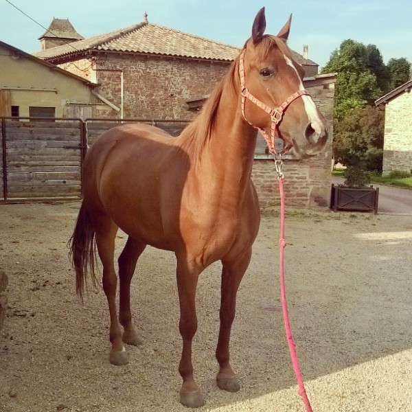 Photo de profil de monluron