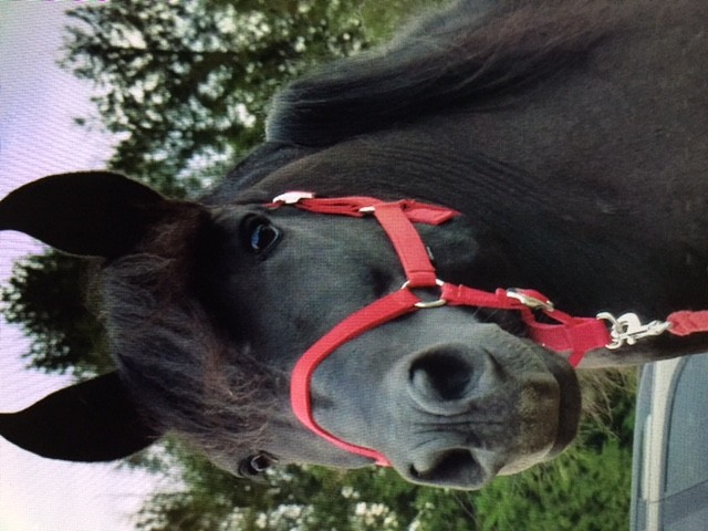 Photo de profil de paulineclm