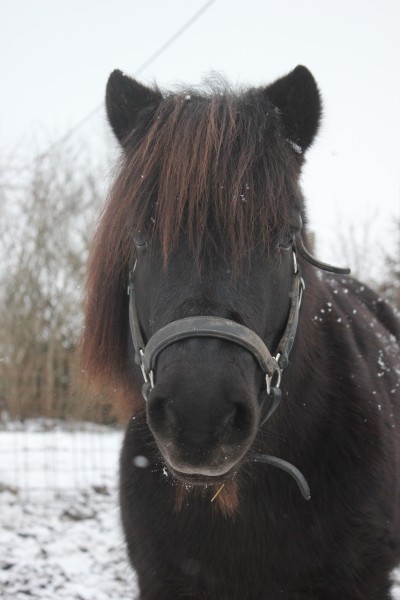 Photo de profil de shetlandnoir