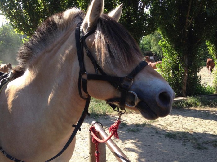 Photo de profil de so.horse