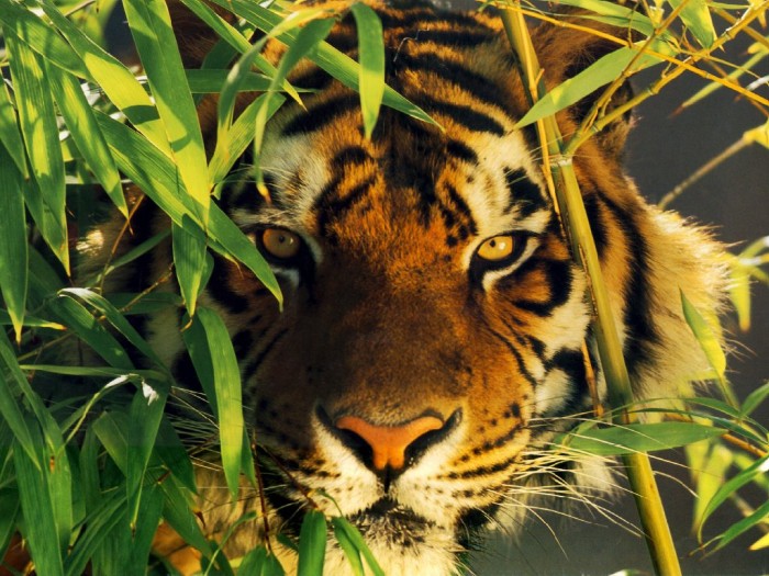 Photo de profil de tigrou78
