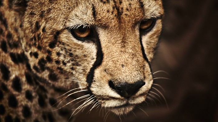 Photo de profil de vanessag