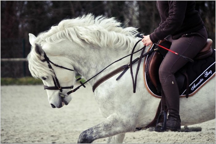 Photo de profil de acoustic.song