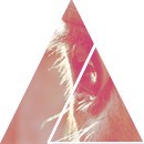 Photo de profil de cat_dream