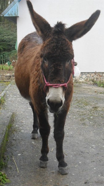 Photo de profil de claarahorse