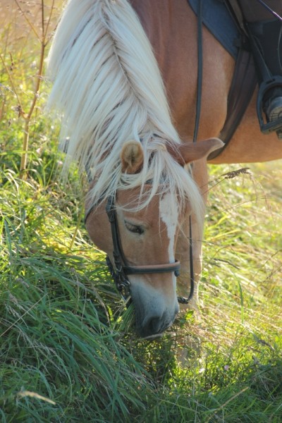 Photo de profil de farfalle