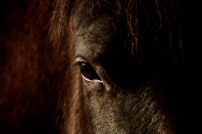 Photo de profil de fermeduchatel