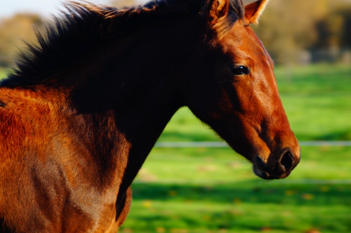 Photo de profil de floreverne