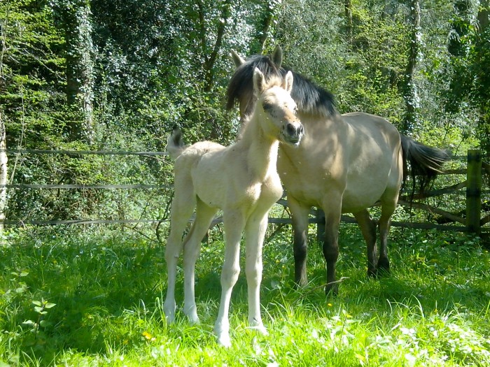 Photo de profil de foxy_arkane