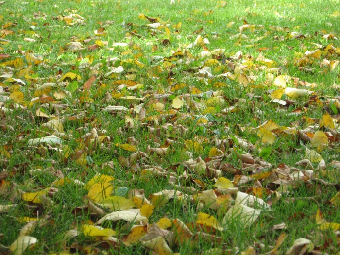 Photo de profil de gtvol