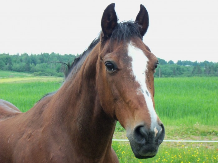 Photo de profil de horse.passion