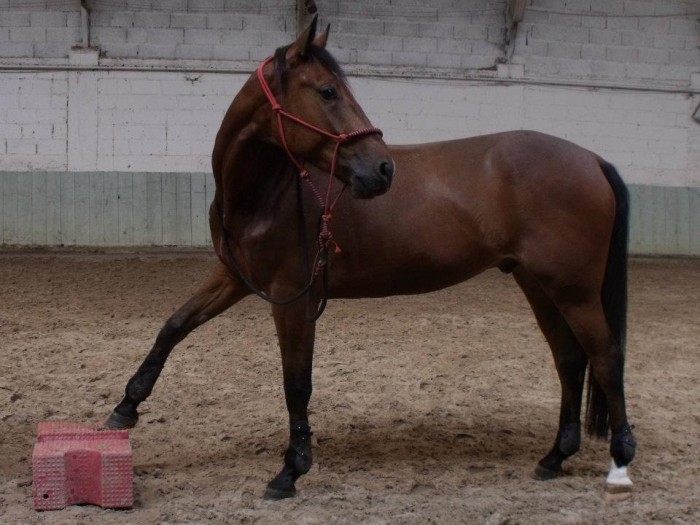 Photo de profil de kurutta