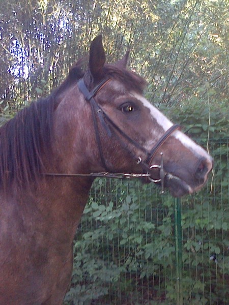 Photo de profil de lannic