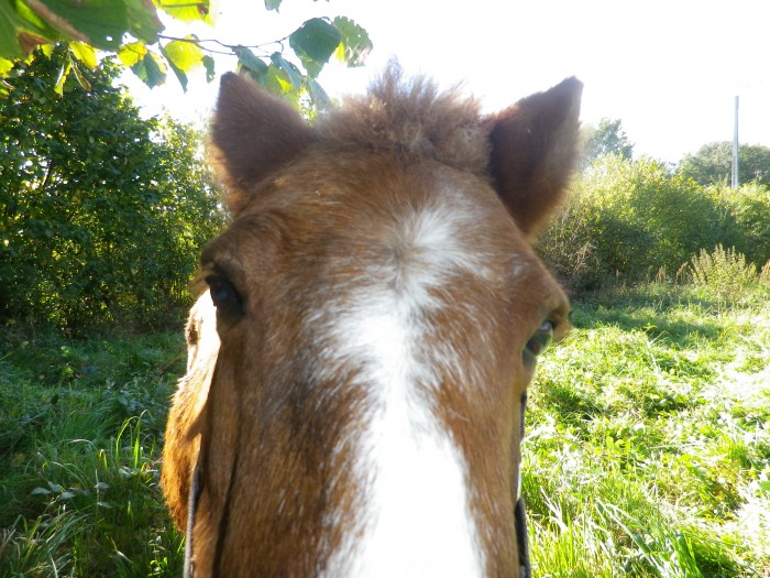 Photo de profil de licorne87