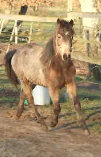 Photo de profil de litllepony