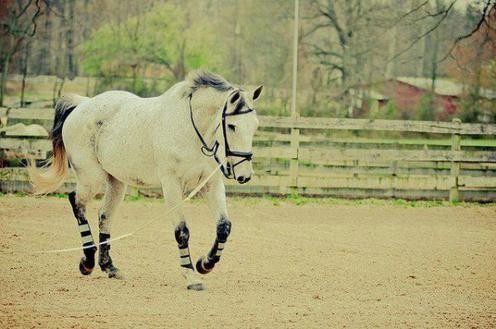 Photo de profil de lovehorse23