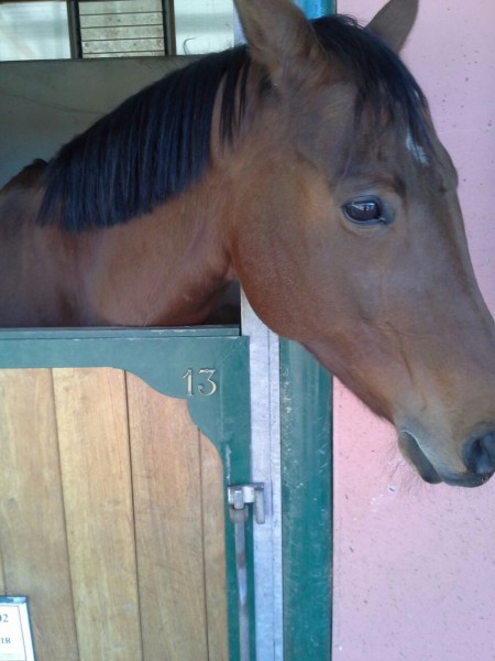 Photo de profil de lovehorses06