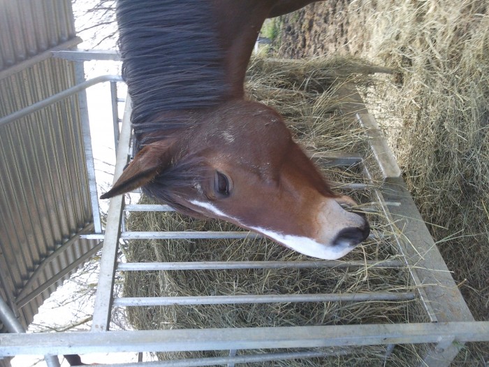 Photo de profil de nevadaeuro