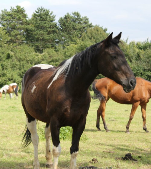 Photo de profil de peatsouille