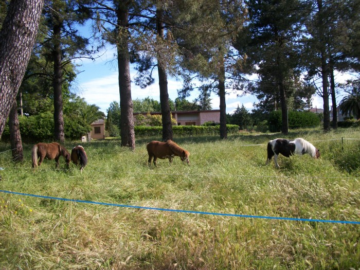 Photo de profil de poneyclub_nate