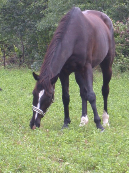 Photo de profil de ramses_joke