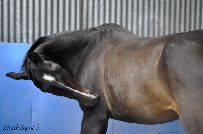 Photo de profil de sgouillard