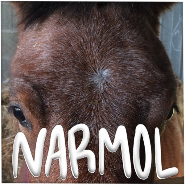 Photo de profil de the.little.foal