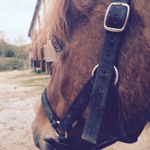 Photo de profil de une_cavaliere01