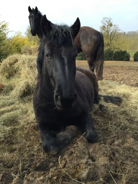 Photo de profil de abutilon